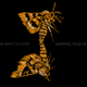 Illustration for article titled They Dont Eat, They Love Orgies: Meet the Worlds Most Romantic Moth